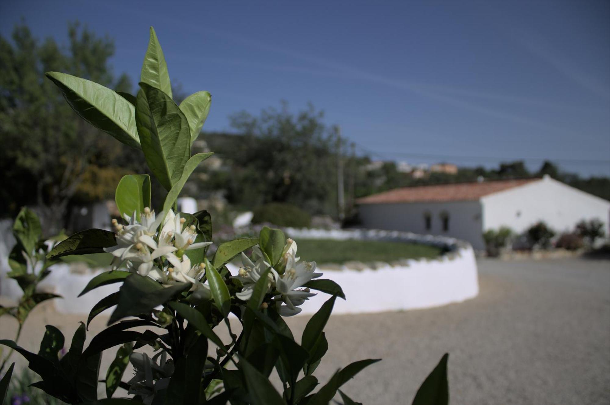 Suite Swimming Pool Quinta Da Eira 140 Years Old โลว์เล ภายนอก รูปภาพ